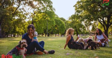 Dog-friendly parks