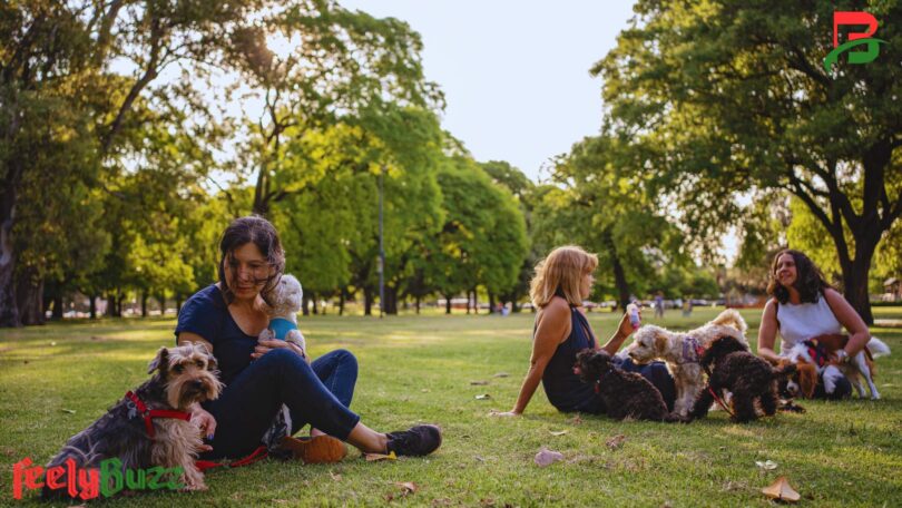 Dog-friendly parks