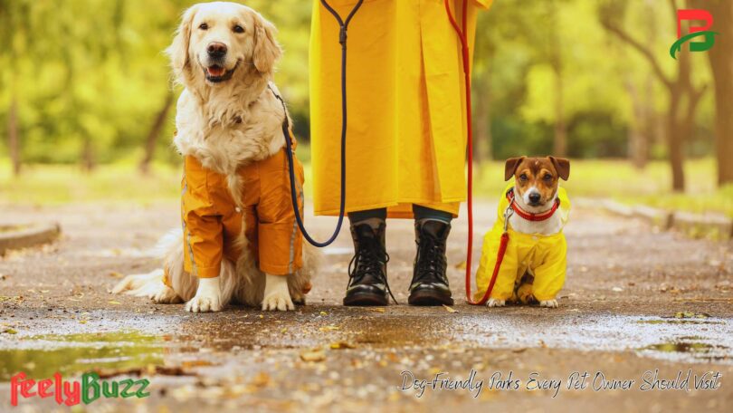 Dog-friendly parks