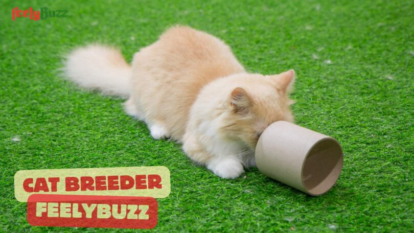 Cat Breeder